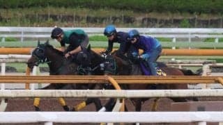 セイウンハーデス＆パンジャタワー、安田記念1週前追い切り速報/栗東トレセンニュース