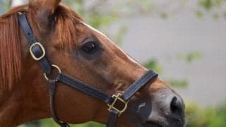【日本ダービー／追い切り診断】2強に割って入る実力馬に高評価「A」　折り合い強化で楽に好時計　「いよいよ本格化ムード」