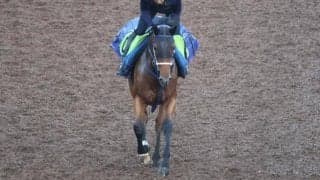 西の新馬戦は阪神芝1600mからスタート 好素材のジーティーサクラが登場/関西馬メイクデビュー情報