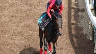 半兄にGI馬ラウダシオン メアグローリアが土曜阪神にスタンバイ/関西馬メイクデビュー情報