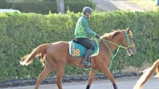 世界的名馬フライトラインの初年度産駒 土曜東京でデミアンが初陣/関東馬メイクデビュー情報