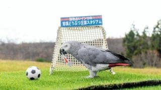 占いインコ、サッカーW杯日本代表の1次リーグ「3連勝」と予想