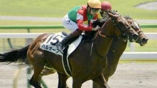 SNS等で話題のハルオーブ 阪神12Rで悲願の中央初勝利