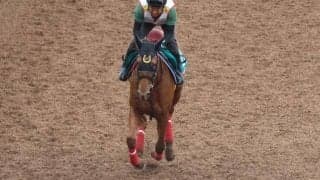 杉山師「誰が見てもいい馬」 良血馬レイデアルマス/関西馬メイクデビュー情報