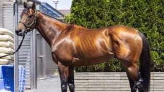 「群を抜く立ち写真の迫力」 馬体派記者のしらさぎS注目馬とは