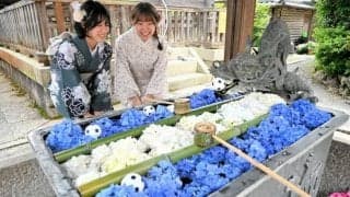 サムライブルーのアジサイアートが登場　京都・楊谷寺で「花手水」