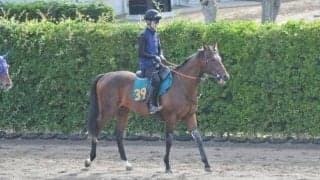 近親に中京記念を連覇したフラガラッハ シスキン産駒のレッジェランツァが初陣/関東馬メイクデビュー情報
