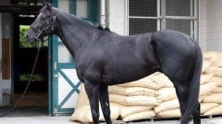 ホープフルS当時から大きく成長 馬体派記者が注目したラジオNIKKEI賞のV候補とは