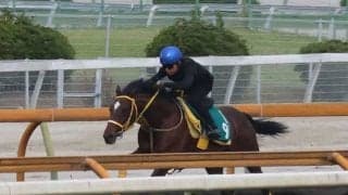 一族にハヤヤッコやソダシ 良血馬ウィモウェは小倉芝1800mで初陣/関西馬メイクデビュー情報