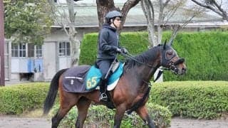 2億円超えのフライトライン産駒 期待高まるショウナンガレオン/関東馬メイクデビュー情報