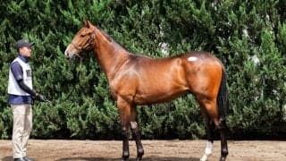 【セレクトセール2026】米G1馬のイクイノックス産駒に1億9000万円…ダノックスが落札