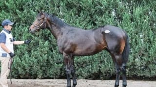 【セレクトセール2026】母は紅梅S勝ち馬…モルトアレグロの2025が1億5000万円