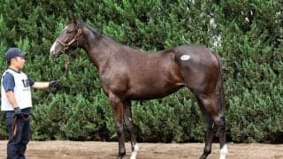【セレクトセール2026】イクイノックス産駒に1億1000万円…ノーザンファーム生産の良血牝馬