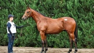 【セレクトセール2026】皐月賞馬ジャスティンミラノ近親…キタサンブラック産駒に1億5000万円