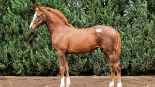 【セレクトセール2026】エフフォーリア産駒が1億円で落札…ドイツ名門ファミリーの良血牝馬
