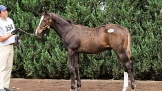 【セレクトセール2026】欧州2歳女王のキタサンブラック産駒が1億3000万円で落札