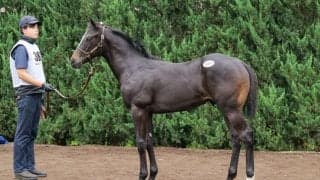 【セレクトセール2026】重賞馬アグリの半弟が1億2500万円…ノースヒルズがコントレイル産駒を落札