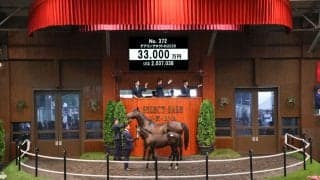【セレクトセール2026】イクイノックス×三冠牝馬デアリングタクトが3億3000万円…ANIMAレーシングが落札