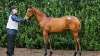 【セレクトセール2026】アルゼンチン年度代表牝馬馬×キタサンブラックに1億1500万円…STレーシングが落札