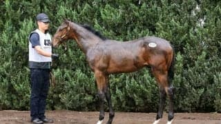 【セレクトセール2026】北米G1馬の孫、エフフォーリア産駒が1億4000万円…ANIMAレーシングが落札