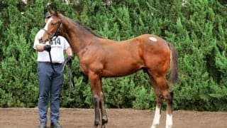【セレクトセール2026】北米G1馬の半弟が1億7000万円…ダノックスがキタサンブラック産駒を落札