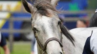 4代母は名牝エアグルーヴ ヴェルバーニアがデビュー勝ち狙う