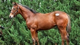 【セレクトセール2026】当歳馬セッション　「目玉不在」と言われた新種牡馬たちの評価はいかに!?