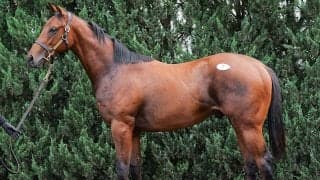 【セレクトセール2026】１歳馬セッション　「億超え」の高額馬のなかで現場のプロがほれ込んだ４頭