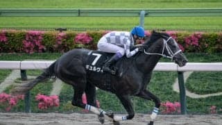 【マーキュリーカップ】重賞初挑戦ギュルヴィは5枠8番