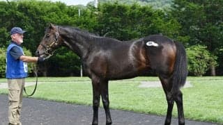 【セレクションセール2026】交流重賞3勝馬の仔、シニスターミニスター産駒が3000万円で落札