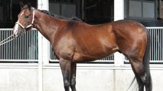 4歳を迎えて内容充実 馬体派記者が注目した東海S出走馬は