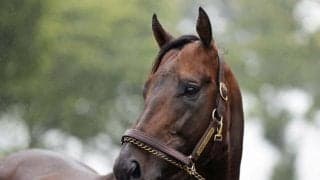 ヤマニンウルスがレックススタッドに到着 重賞2勝馬