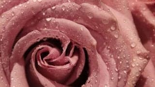 女性の更年期障害はいつはじまり、どんな症状か？