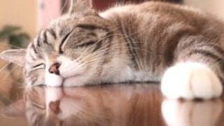 ペットの癒やし効果とは？