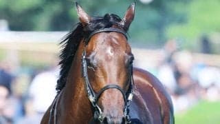 【エルムＳ・１週前】前走４馬身差圧勝のテーオーパスワード　高柳大調教師「エルムＳの走りを見て、今後を絞っていきたい」