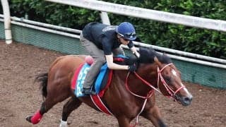 【アイビスＳＤ】国際派＆二刀流のアメリカンステージは坂路で迫力十分　陣営「よく食べてよく飲んで暑さには対応しています」