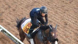 【アイビスＳＤ】エコロレジーナは活気十分に登坂　菊沢調教師「今回もゲート練習をして臨む」