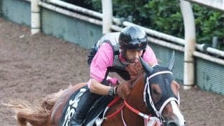 【レパードＳ・１週前】ダート転向後２戦圧勝のショウナンバンライは余力十分　松下調教師「競馬が上手です」