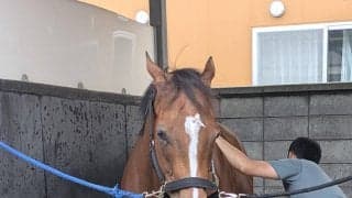 【クイーンＳ】小回り＆滞在で一変気配　ルージュソリテールはリズムのいい走り　陣営「能力自体は絶対にある」