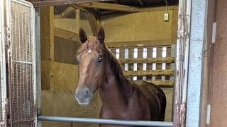 【ＰＯＧ】父は産駒が好調の新種牡馬フライトライン　ヴァイスクレストがゲート合格　陣営「スピードがかなりありそう」
