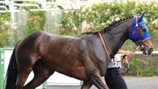 【注目馬動向】３連勝でオープン入りのマリアイリダータはチャレンジＣで重賞初挑戦へ　前走はレコードで圧勝