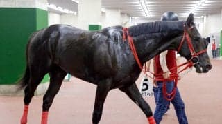 「満貫だな」「一発上がりうまい」馬名通りの結果にＳＮＳ爆笑　新潟でリーチツモドライチがデビューⅤ
