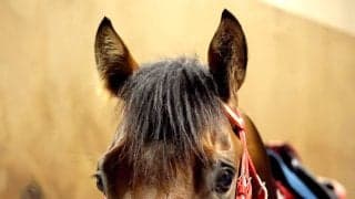 【アイビスＳＤ】国際派の二刀流アメリカンステージは５着　「勝ち馬が強かった」戸崎圭太騎手は脱帽