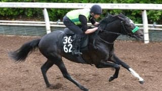 【レパードＳ】メルカントゥールは追うごとに上昇　杉山晴調教師「２週前よりまたひとつ、芯が入った動き」