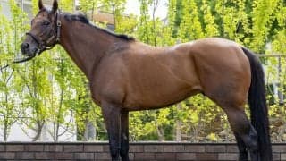 「中京芝1200mはドンピシャリ」 馬体派記者が期待寄せるCBC賞出走馬