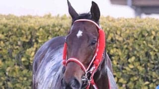 【エルムＳ】重賞で２勝２着１回！今年の「北海道男」北村友一騎手とのコンビ　レヴォントゥレットがひと押し利かせる