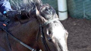 【中京記念・１週前】桜花賞６着のナムラコスモスが力強い伸び脚　大橋調教師「予定通り。いい動きをしている」