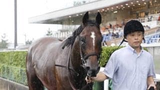 【注目馬動向】新潟２歳Ｓに出走予定のトウシンマジックは引き続きＪコレット騎手とのコンビで向かう