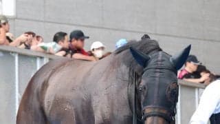 【注目馬動向】無傷３連勝中のモンローウォークは状態次第で戸崎圭太騎手と秋華賞トライアルへ