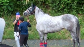 ３厩舎で活躍したテイエムスパーダが競走馬登録抹消　今後は繁殖入りの予定